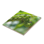 トマトホーンワーム タイル (側面)