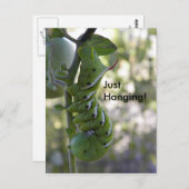 トマトミズ ポストカード (正面/裏面)