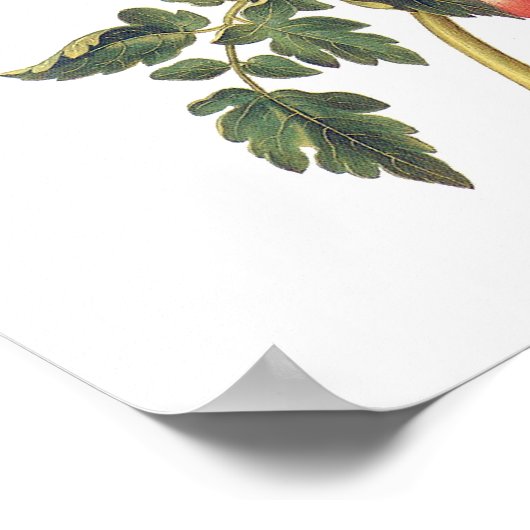 トマト ポスター (角)