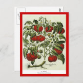 トマト ポストカード (正面/裏面)