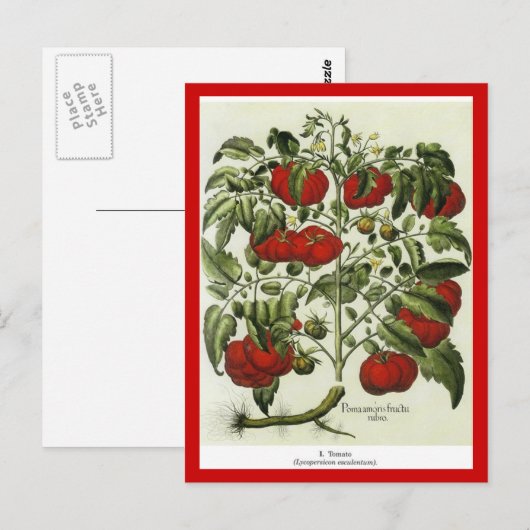 トマト ポストカード (正面/裏面)