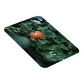 トマト マグネット (右側)