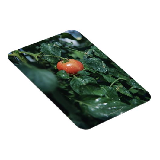 トマト マグネット (右側)