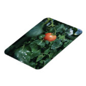 トマト マグネット (左側)