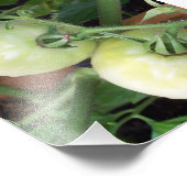 トマト（緑） フォトプリント            (角)