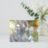 トミシドガニグモのポストカード ポストカード (スタンド正面)