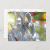 トミシドガニグモのポストカード ポストカード (正面/裏面)
