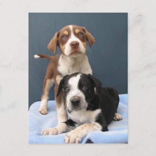 トミー&トビー ポストカード (正面)