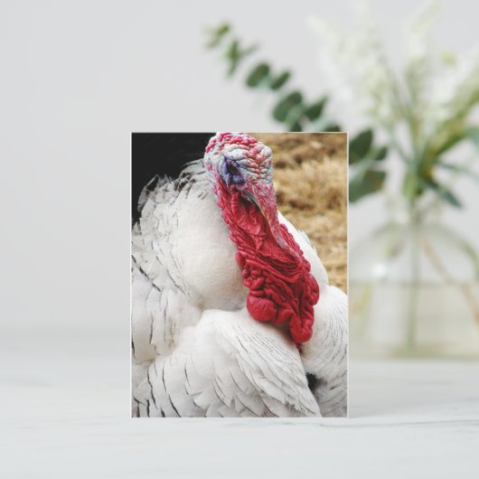 トミー ポストカード (スタンド正面)