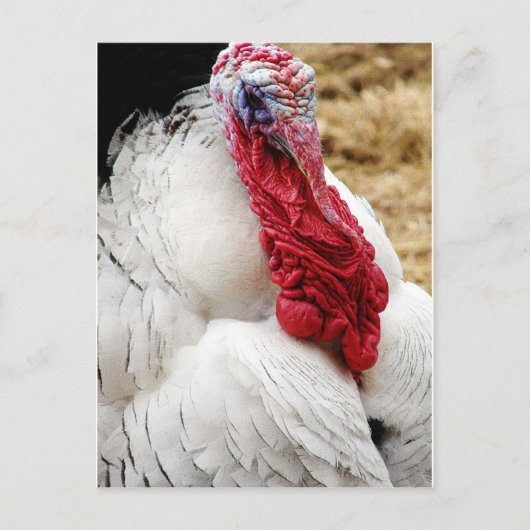 トミー ポストカード (正面)