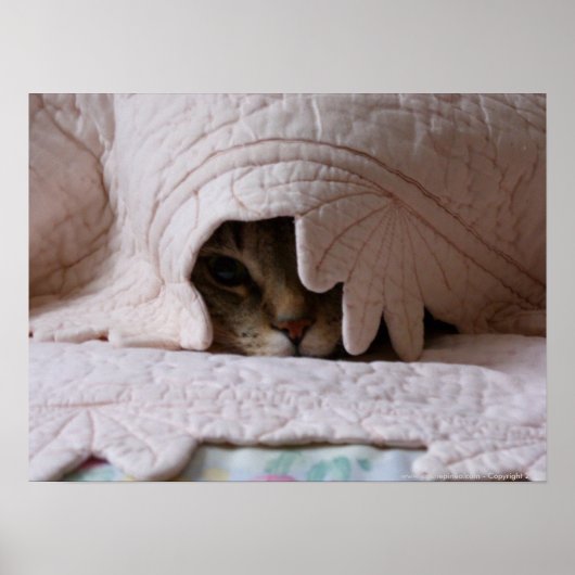 トムのポスターを覗く ポスター (正面)