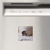 トムのマグネットの覗き見 マグネット (インサイチュ (食洗機))