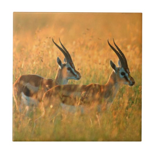 トムソンガゼル (Gazella Thomsonii) 夜明け タイル (正面)