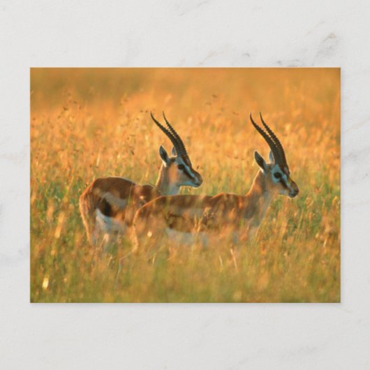 トムソンガゼル (Gazella Thomsonii) 夜明け ポストカード (正面)