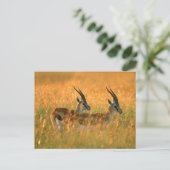 トムソンガゼル (Gazella Thomsonii) 夜明け ポストカード (スタンド正面)