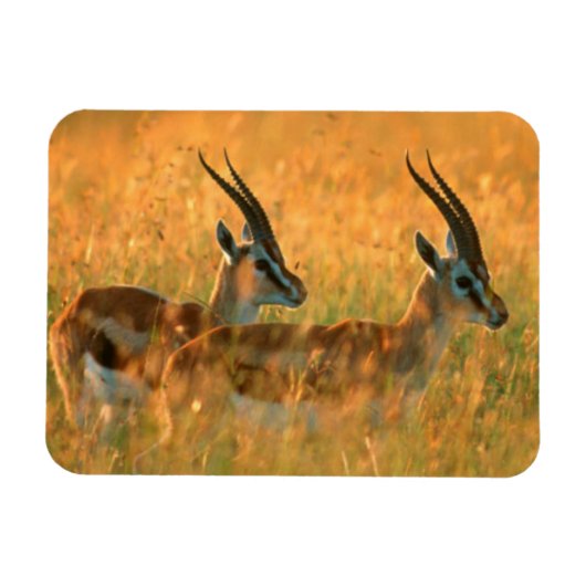 トムソンガゼル (Gazella Thomsonii) 夜明け マグネット (横)
