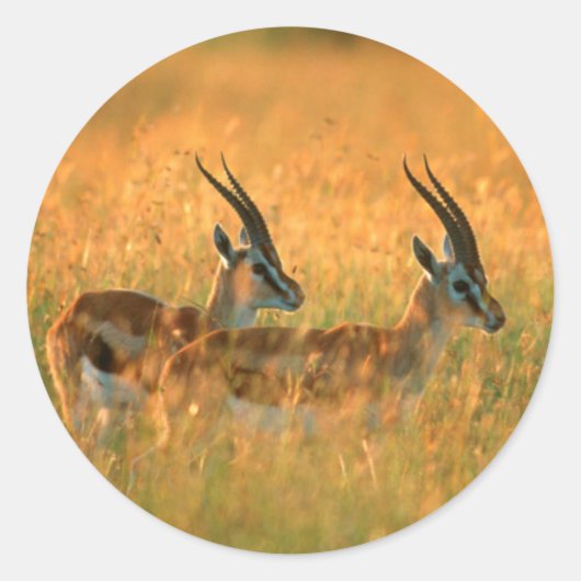 トムソンガゼル (Gazella Thomsonii) 夜明け ラウンドシール (正面)