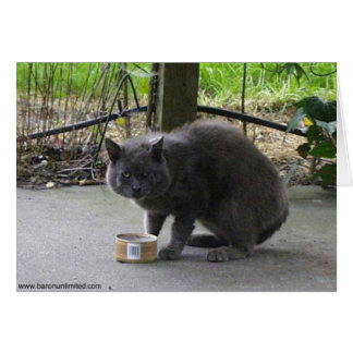 トムホームレスの猫