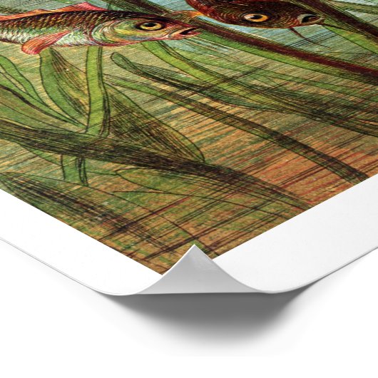 トムメリは睡蓮の葉の上で非常に荒涼としていた。 ポスター (角)