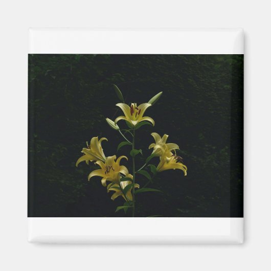 トム白熱［赤熱］光を放つ・ウル・イエローデイリリス マグネット (正面)