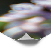 トラのアゲハチョウの蝶ポスター ポスター (角)