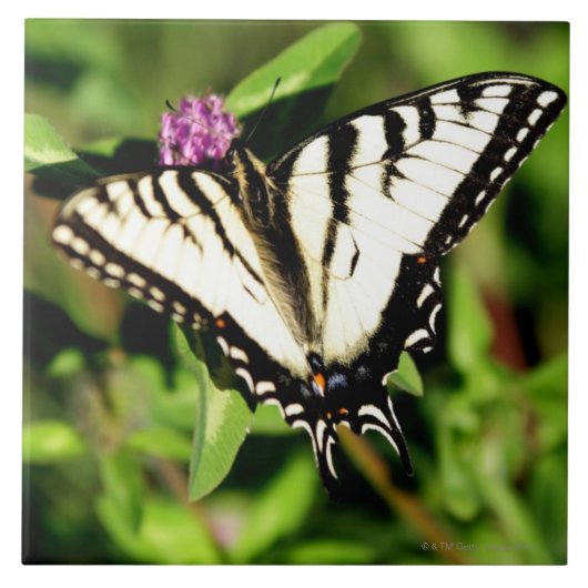 トラのアゲハチョウの蝶。 Papilio glacus. タイル (正面)