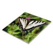 トラのアゲハチョウの蝶。 Papilio glacus. タイル (側面)