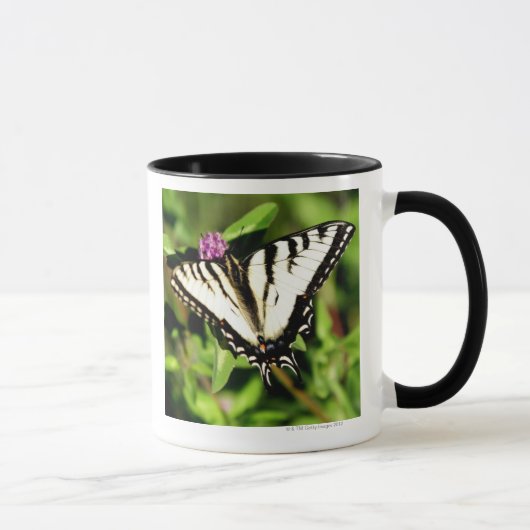 トラのアゲハチョウの蝶。 Papilio glacus. マグカップ (右)