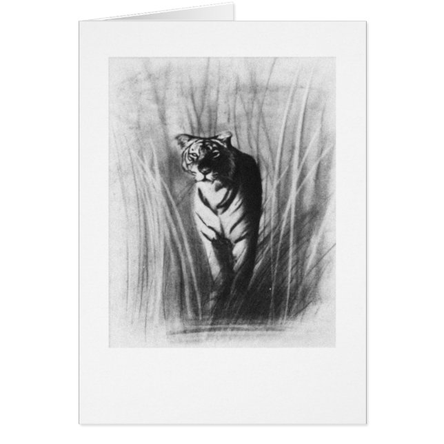 トラのスケッチ (正面)