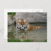 トラのポストカード ポストカード (正面/裏面)