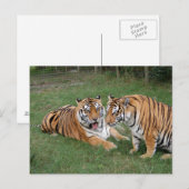 トラの友人009 ポストカード (正面/裏面)