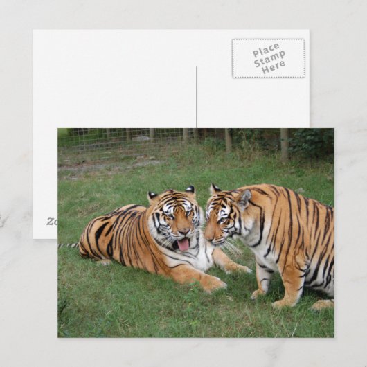 トラの友人009 ポストカード (正面/裏面)