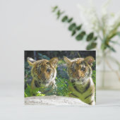 トラの双子肖像画 ポストカード (スタンド正面)