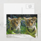 トラの双子肖像画 ポストカード (正面/裏面)