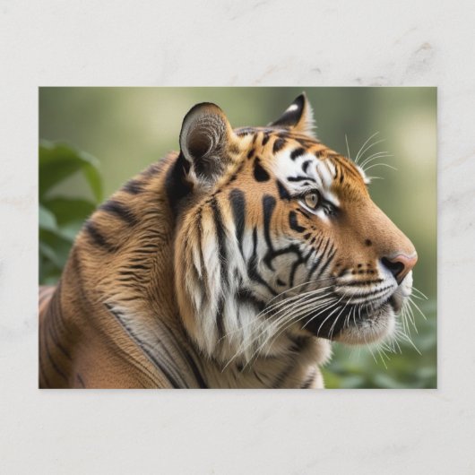 トラの大きな猫の自然の野生生物の写真 ポストカード (正面)