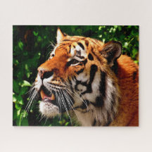 トラの大型の猫科動物