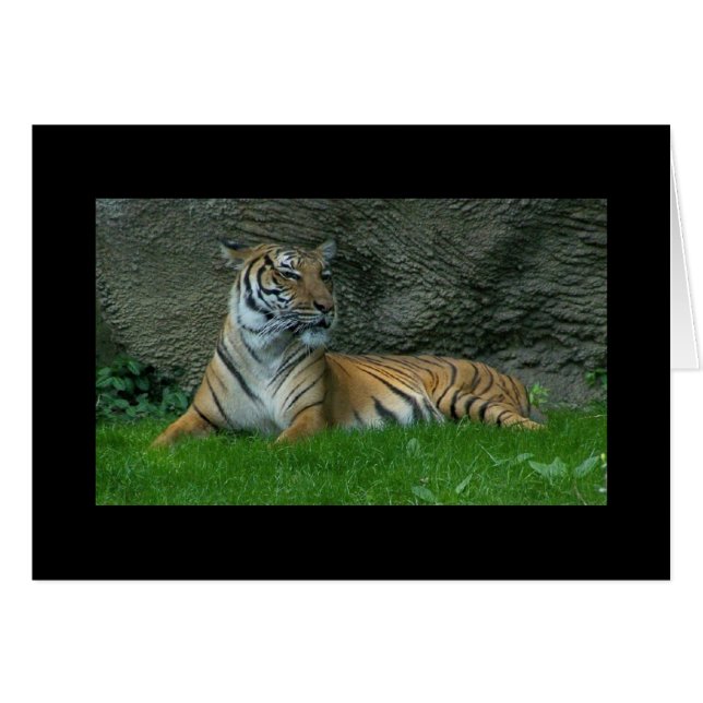 トラの足 (正面横)