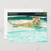 トラの郵便はがきのプール年の白いトラ シーズンポストカード (正面/裏面)