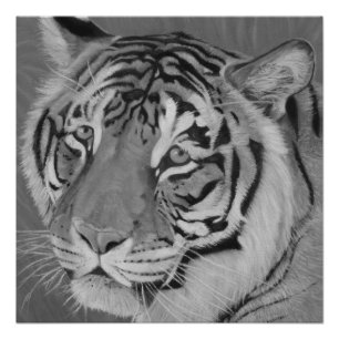トラの野性生物の白黒大きな猫の絵画 ポスター