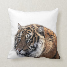 トラの野生のアフリカのジャングル動物の写真