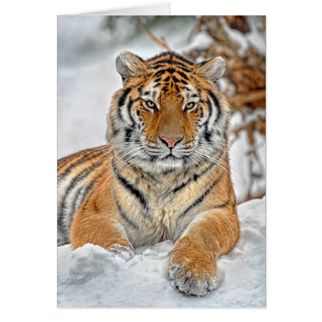 トラの雪のポートレート (正面)