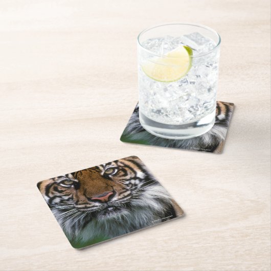 トラの頭部および顔 スクエアペーパーコースター (インサイチュ)