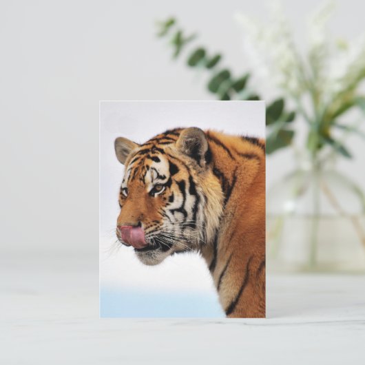 トラの食欲 ポストカード (スタンド正面)