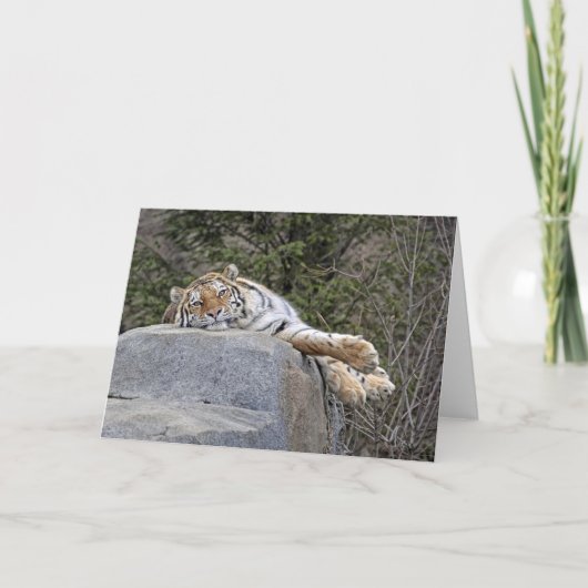 トラの"不精な日"の挨拶状 カード (正面)