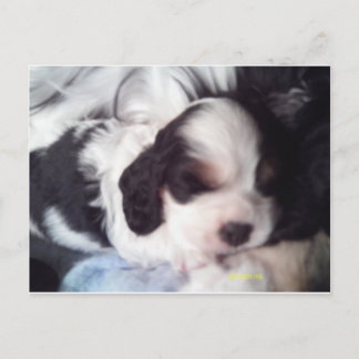 トライカラーのコッカースパニエル犬子犬 ポストカード