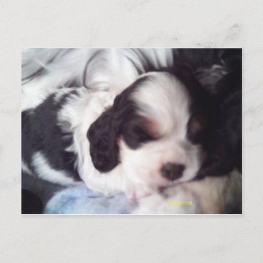 トライカラーのコッカースパニエル犬子犬 ポストカード (正面)