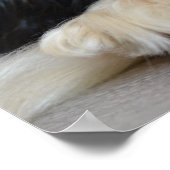 トライカラーカバリヤキングチャールズスパニエル犬パピードッグ ポスター (角)