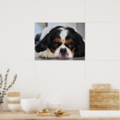 トライカラーカバリヤキングチャールズスパニエル犬パピードッグ ポスター (キッチン)