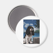 トライカラーカバリヤキングチャールズスパニエル犬 マグネット (正面/裏面)