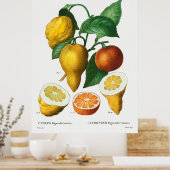 トライトのビザロのビターオレンジ ポスター (キッチン)